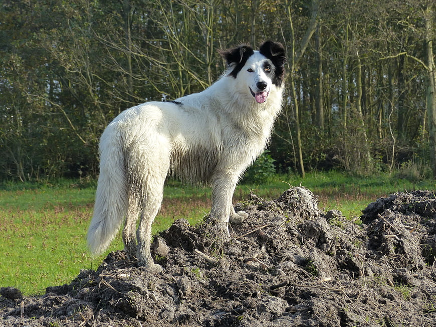 Stately Black and White Dog Standing on Mound