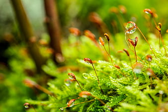 Close-up of vibrant green moss with dewdrops on stalked spore capsules
