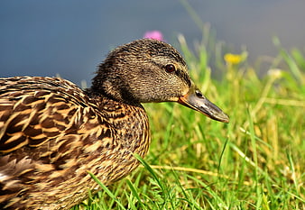 Close-up of a female mallard duck in a green meadow