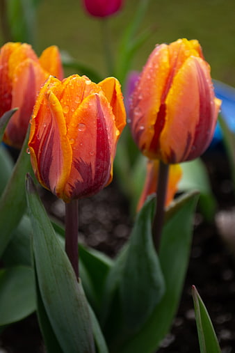 Vibrant Orange and Red Tulips with Raindrops