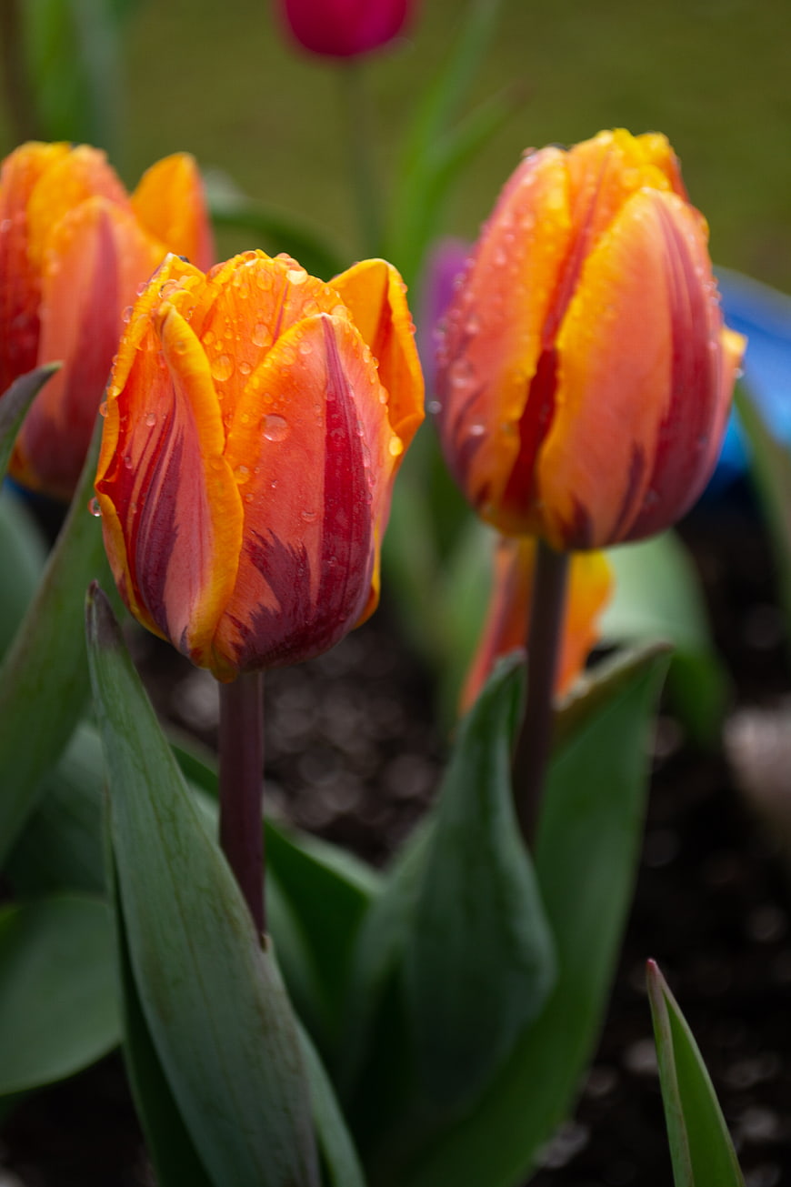 Vibrant Orange and Red Tulips with Raindrops