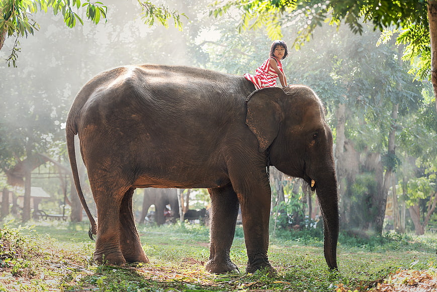 Young Girl Riding Elephant in Sunlit Forest