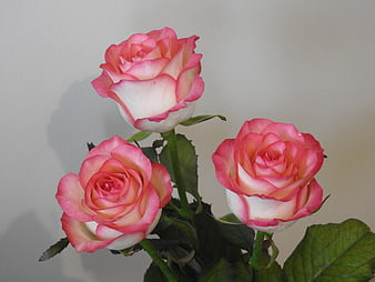 Three Pink and White Roses Against a Neutral Background