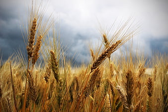 Golden wheat ears in a field under a dramatic stormy sky