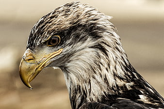 Close-up portrait of a majestic eagle head in profile