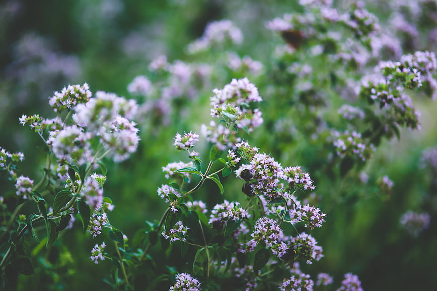 Close-up of blooming oregano flowers in a garden