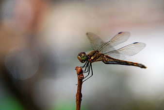 Close-up of a dragonfly perched on a twig with blurred background
