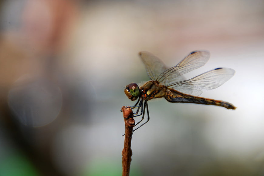 Close-up of a dragonfly perched on a twig with blurred background