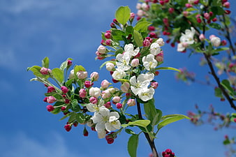 White Apple Blossoms and Pink Buds on Branch Against Blue Sky