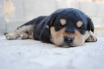 Sleeping Black and Tan Puppy on Concrete