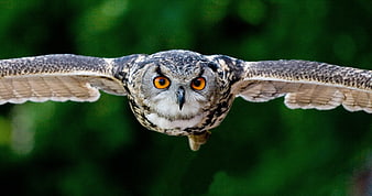 Close-up of a flying owl with outstretched wings and orange eyes