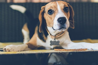 Cute Beagle Dog Lying Down with Treat
