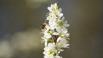 Honeybee Pollinating White Blossoms on a Spring Branch