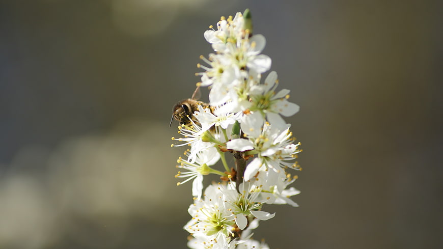 Honeybee Pollinating White Blossoms on a Spring Branch