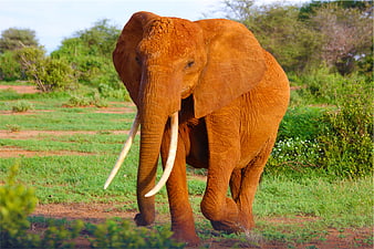 Red Dust Covered African Elephant Walking in Savanna