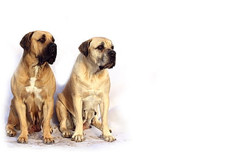 Two French Mastiffs Sitting on White Background