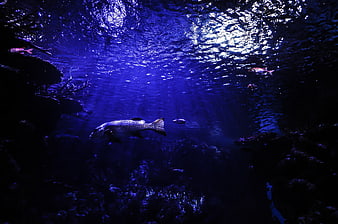 Underwater shot of fish swimming in deep blue ocean