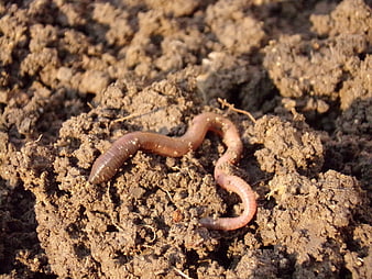 Close-up of earthworm on rich dark soil