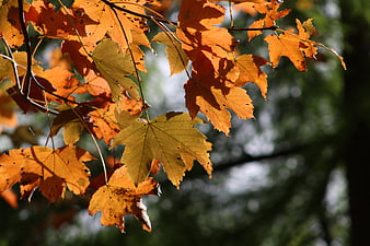 Sunlit orange maple leaves in autumn