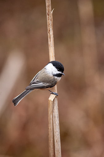Black-capped Chickadee Perched on Dried Reed