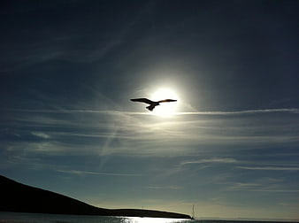 Silhouette of Seagull Flying Against Sun Over Ocean