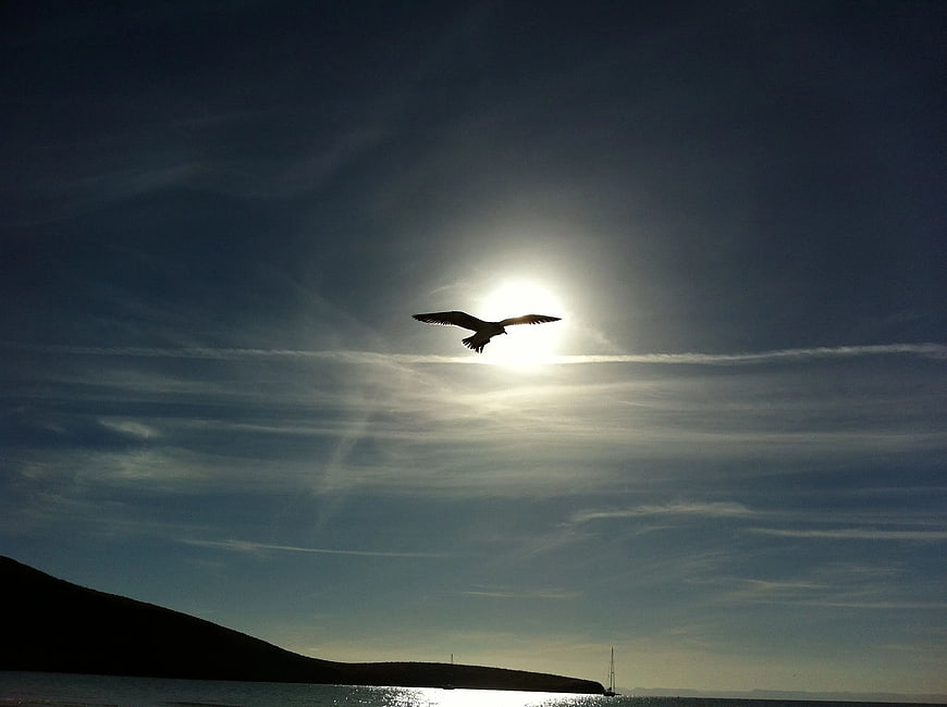 Silhouette of Seagull Flying Against Sun Over Ocean