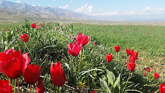Red Tulips Blooming in Green Field with Mountain Background