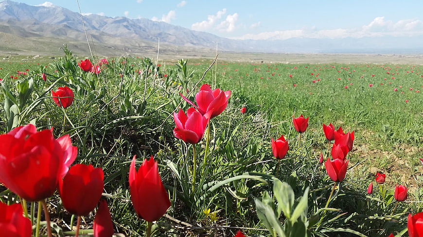 Red Tulips Blooming in Green Field with Mountain Background