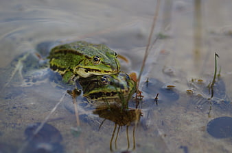 Green frog mating pair in shallow pond water