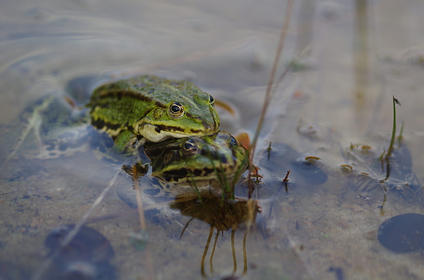 Green frog mating pair in shallow pond water
