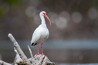 White Ibis Bird Standing on Driftwood in Nature