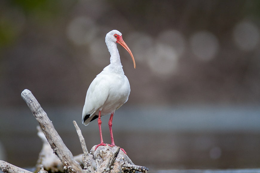 White Ibis Bird Standing on Driftwood in Nature