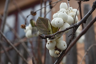Close-up of white berries on a branch in winter