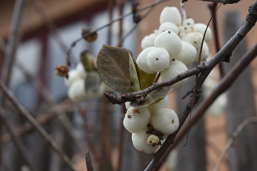 Close-up of white berries on a branch in winter