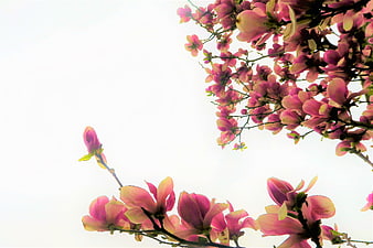 Pink Magnolia Blossoms Against White Sky Background