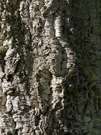 Close-up texture of rough gray tree bark
