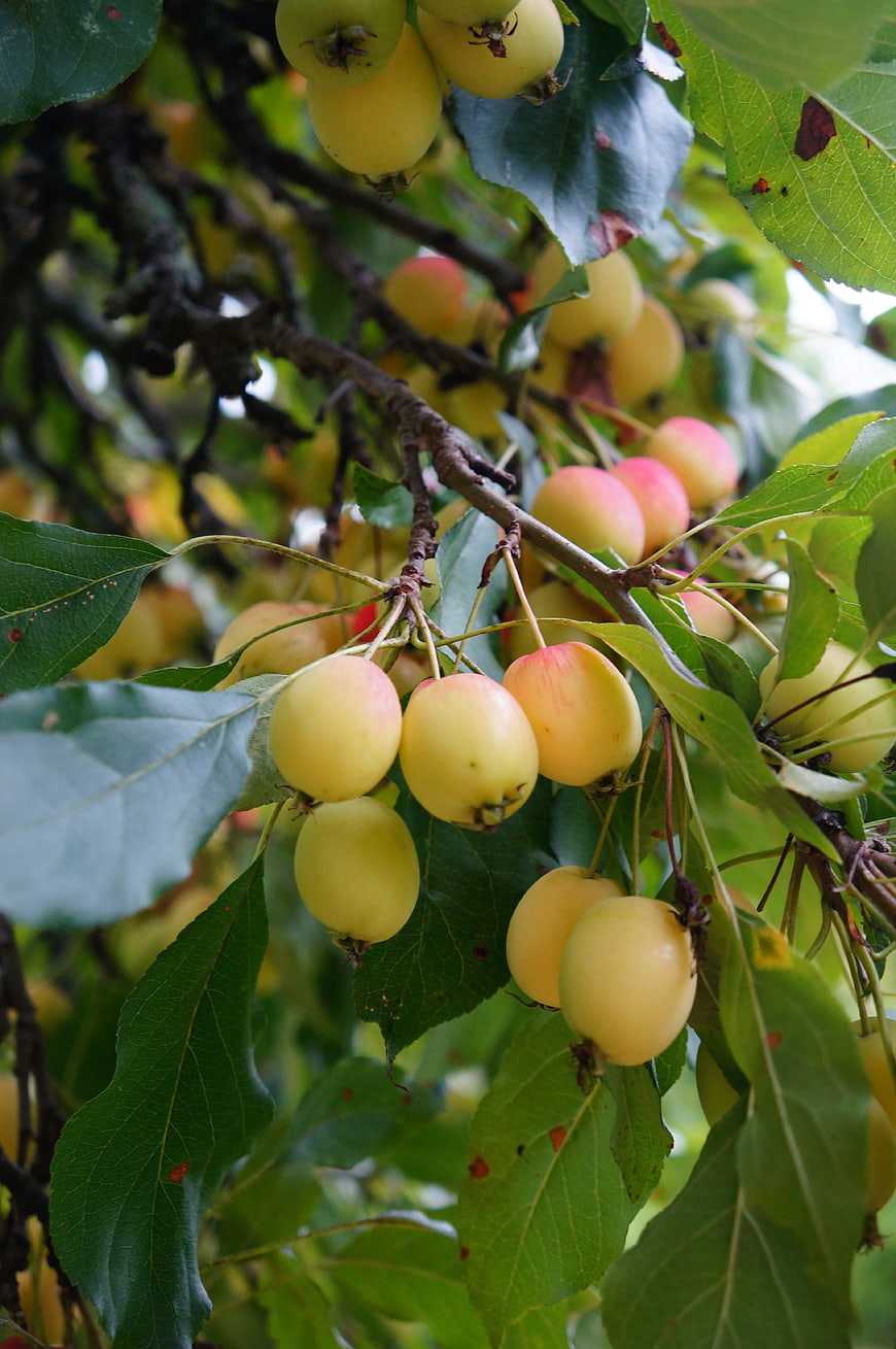 Ripe Yellow Apples Hanging on Tree Branch