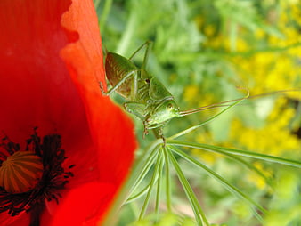 Green Katydid Insect on Red Poppy Flower Closeup