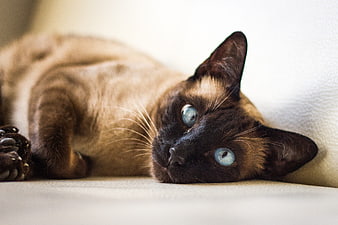 Cute Siamese Cat Lying on Couch with Blue Eyes