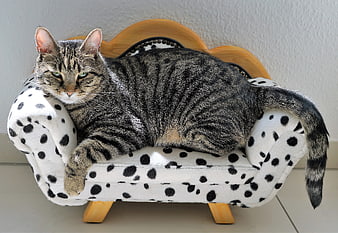 Tabby Cat Relaxing on Miniature Dalmatian Print Sofa