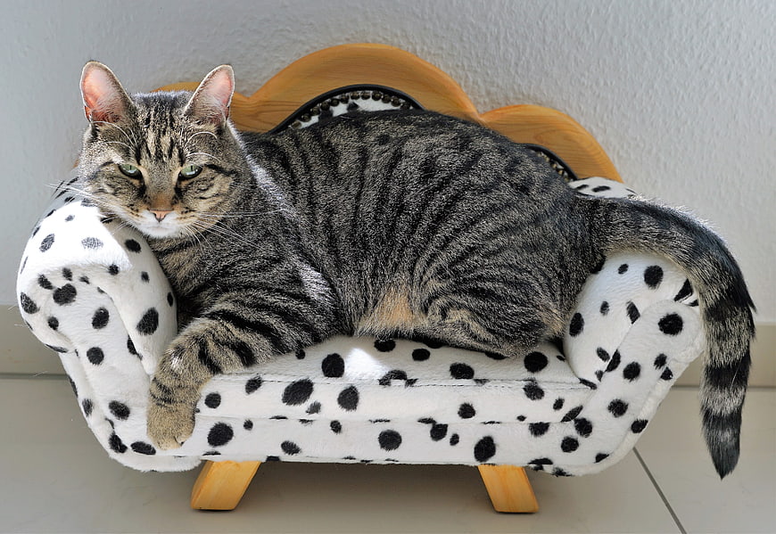 Tabby Cat Relaxing on Miniature Dalmatian Print Sofa