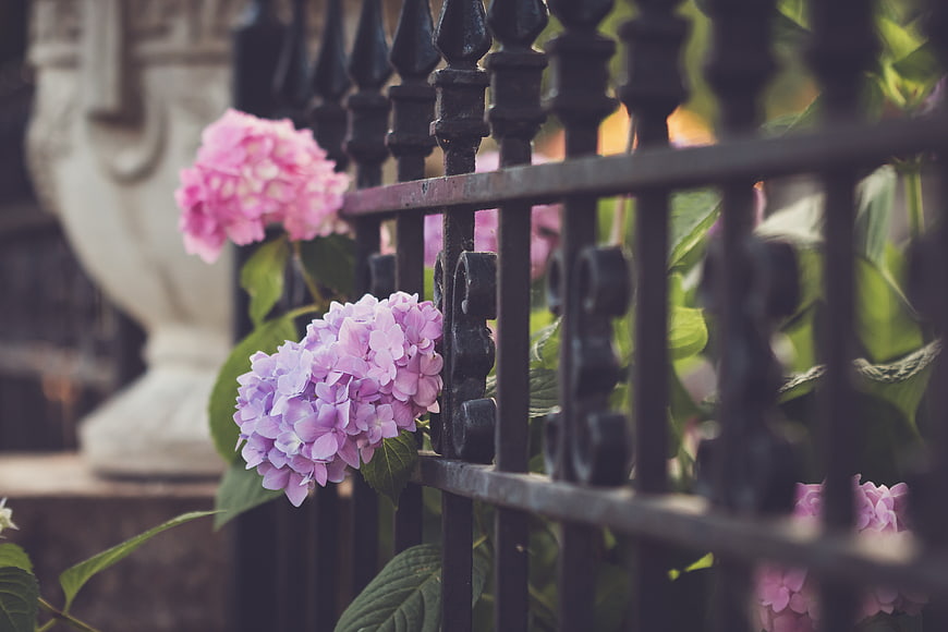 Pink and purple hydrangeas blooming behind a black iron fence