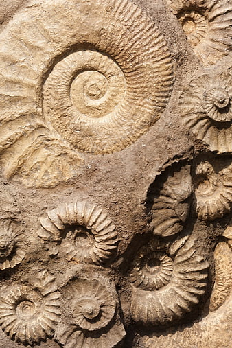 Close-up of ammonite fossils embedded in textured rock