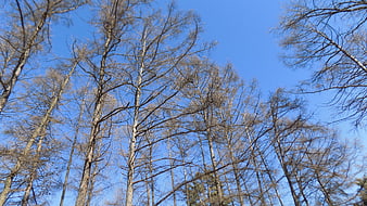 Tall bare trees against a clear blue sky