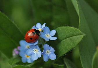 Red Ladybug on Blue Forget-Me-Not Flowers Macro
