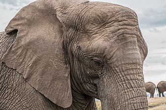 Close-up of African Elephant Head with Wrinkled Skin