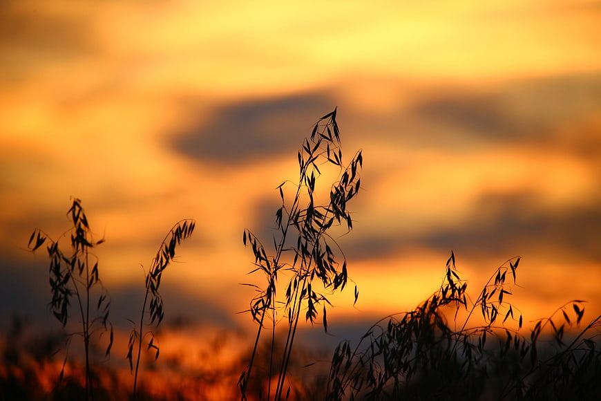Silhouette of wild oats against golden sunset sky