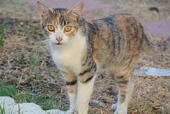 Curious Calico Cat Standing Outdoors on Dry Grass