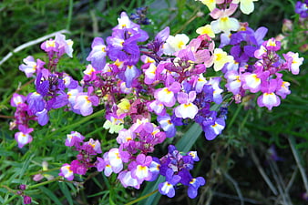 Vibrant purple and pink snapdragon flowers in a garden