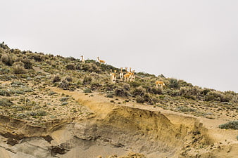 Vicuna herd on arid hillside against overcast sky